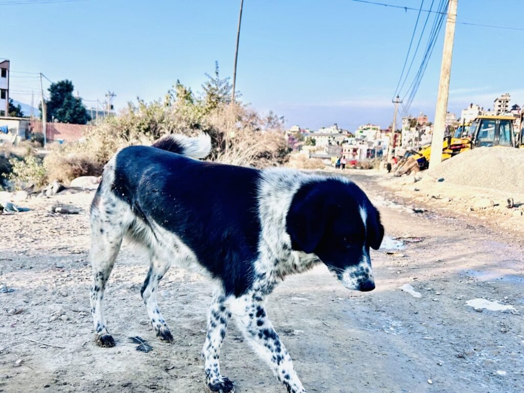 Co-occurrence of rabies and organophosphorus insecticide poisoning: A rare case of a diagnostic dilemma in forensic pathology.