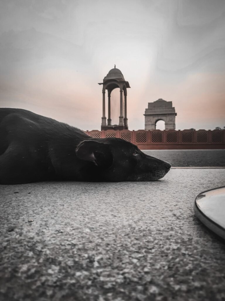 Domestic help who killed pet dog inside apartment lift in Bengaluru arrested