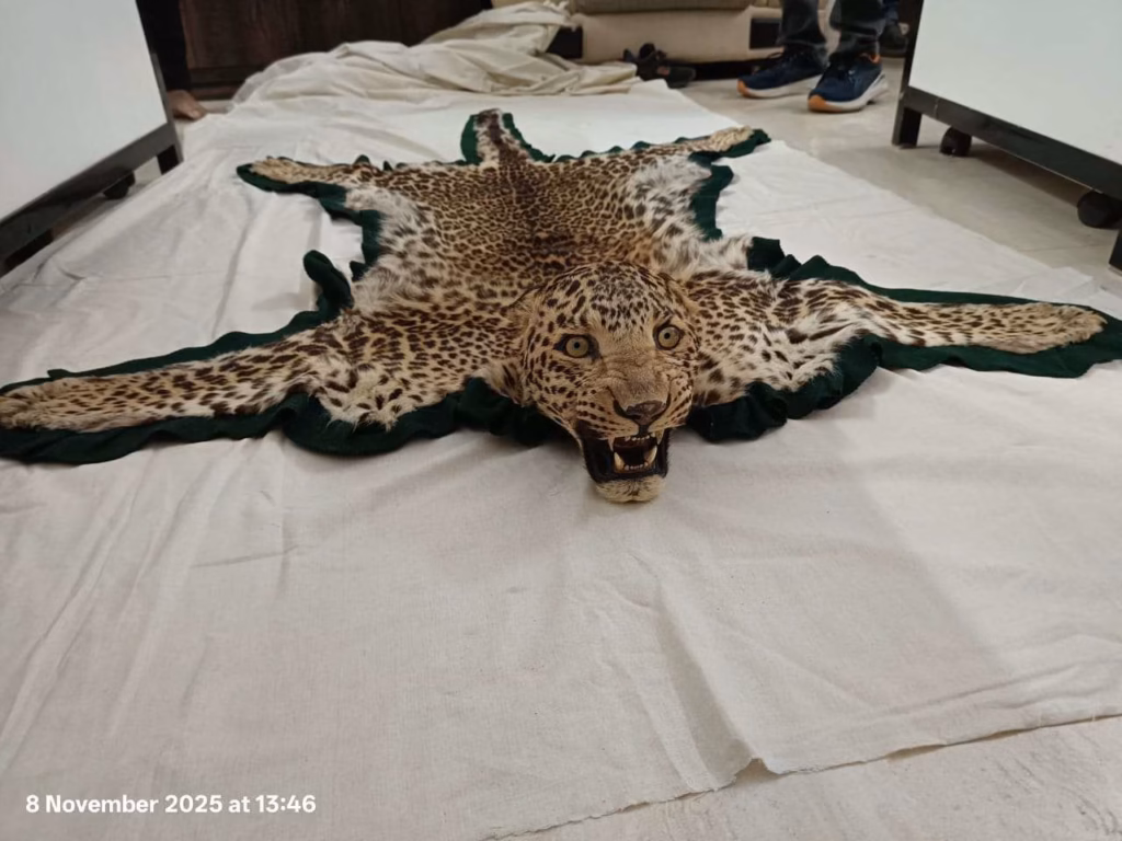 DRI Nagpur Foils Illegal Wildlife Trade: Seizes Leopard Skin with Head Trophy in Bhopal; Three Persons Apprehended