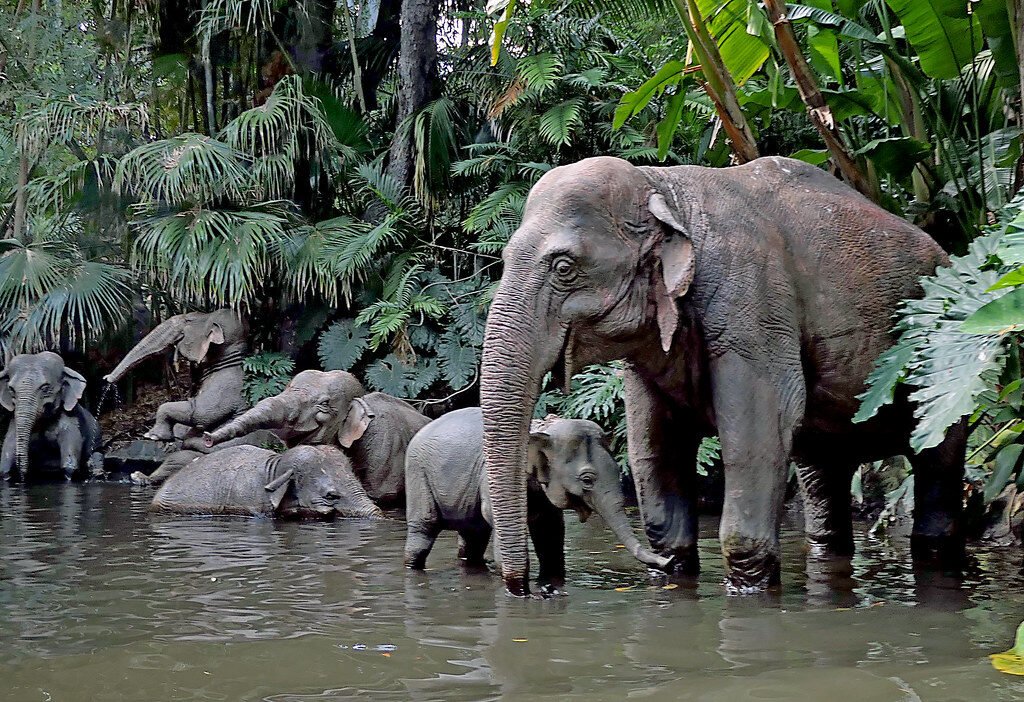 Impact of Human-Wildlife Conflict on Human Lives in Tehri District of Uttarakhand (Western Himalayas), India