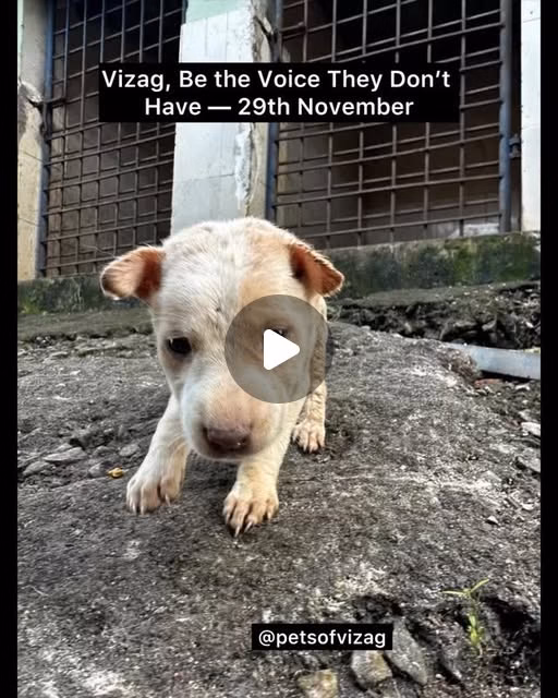 We request all animal supporters to write a letter