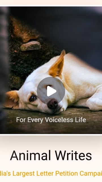 Letter Petition Campaign for street animals. On 29th November