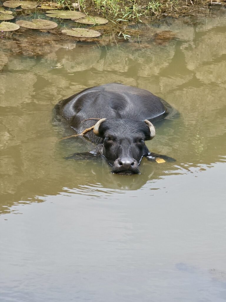News 11 Rajsamand: Illegal Buffalo Fight Prevented Following PETA India Intervention