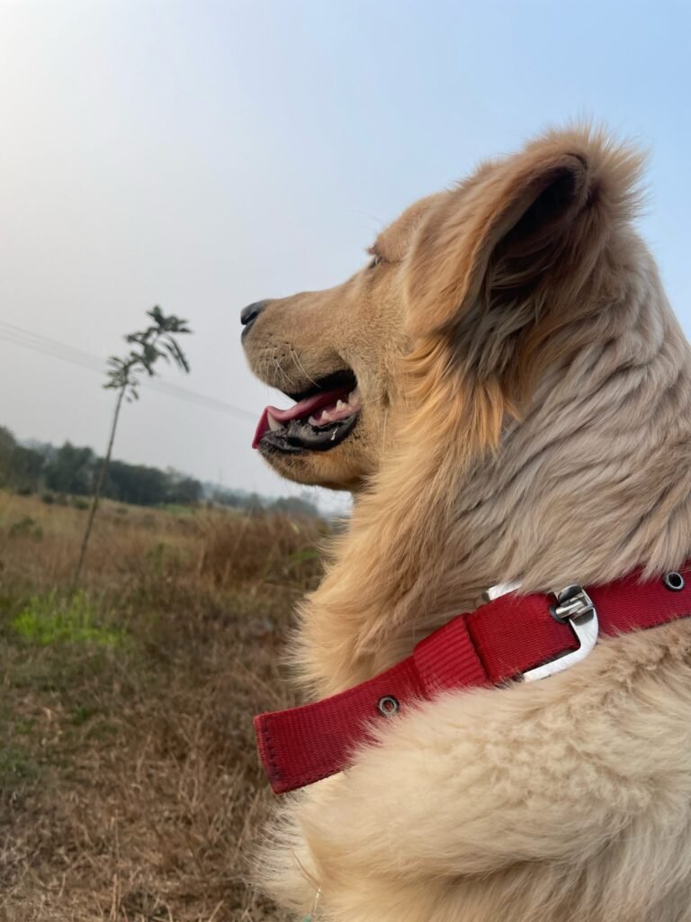 Street Dog Dies After Being Thrown Onto Transformer In Jaipur