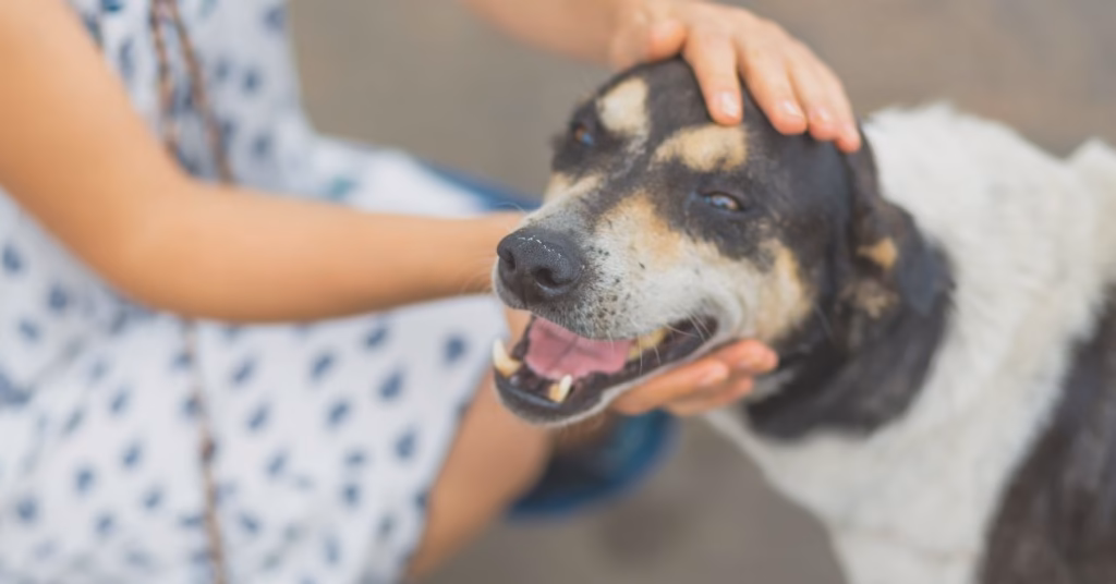 Supreme Court’s latest order keeps stray dog issue on a short leash