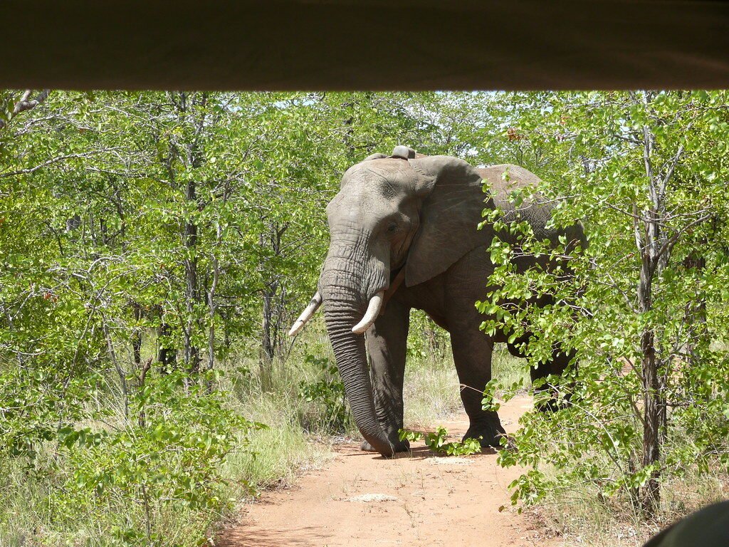 Wildlife SOS Expands Lifesaving Elephant Care Efforts With New Mobile Clinic In India