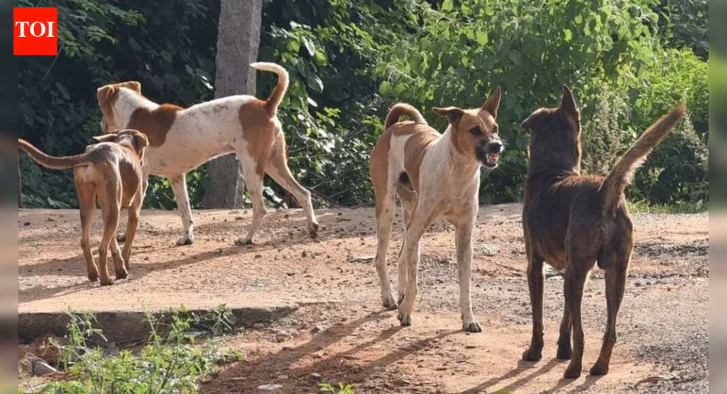 AMC to deploy nodal officers as city readies for stricter stray dog rules