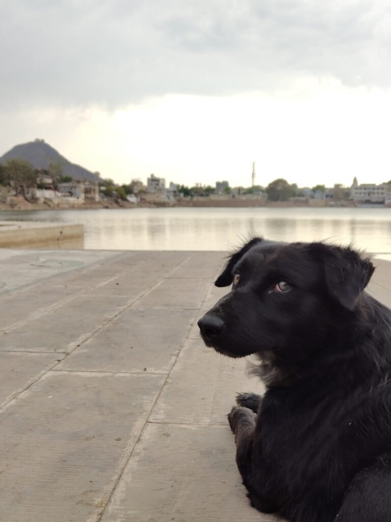 An epidemiological characteristics and determinants of human dog bite incidents in Puducherry