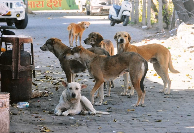 Animal welfare volunteers barred from taking photos on SPCA premises