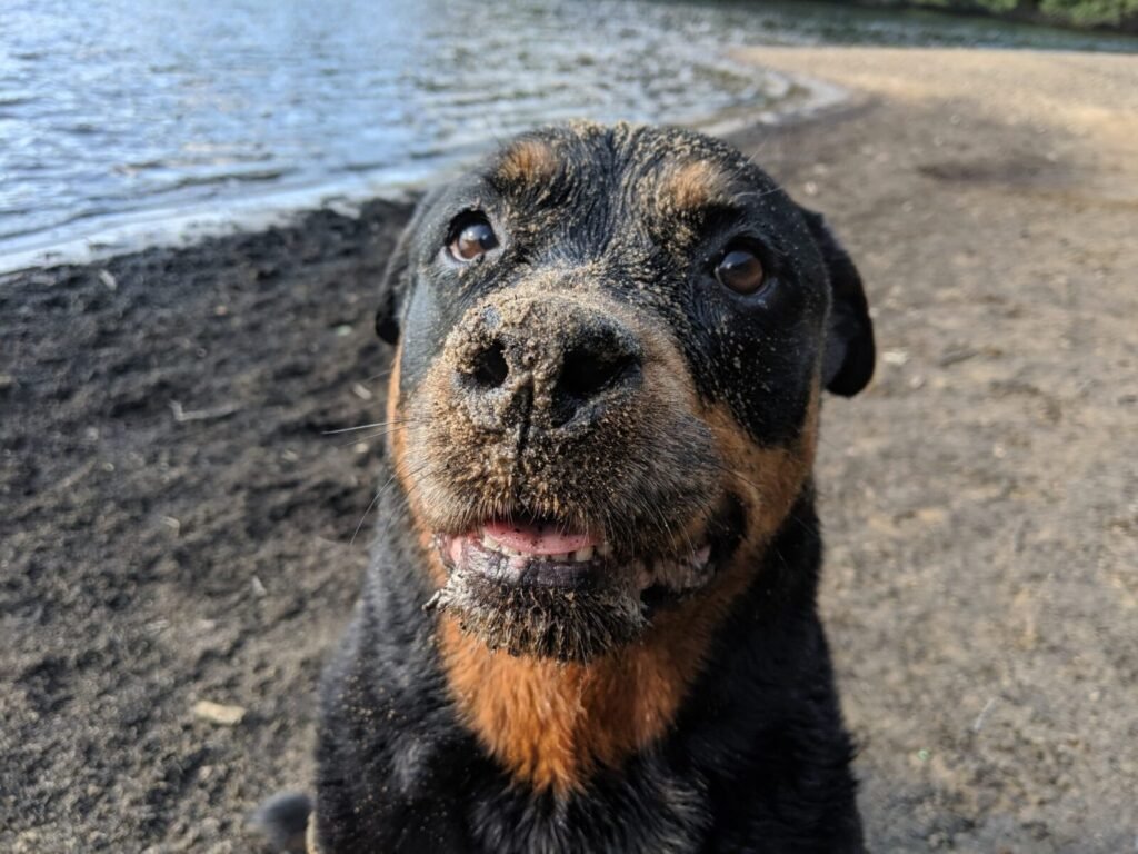 Resources 42 Attitudes and practices toward stray dog management for rabies prevention among adults in an urban field practice area: a community based cross-sectional study