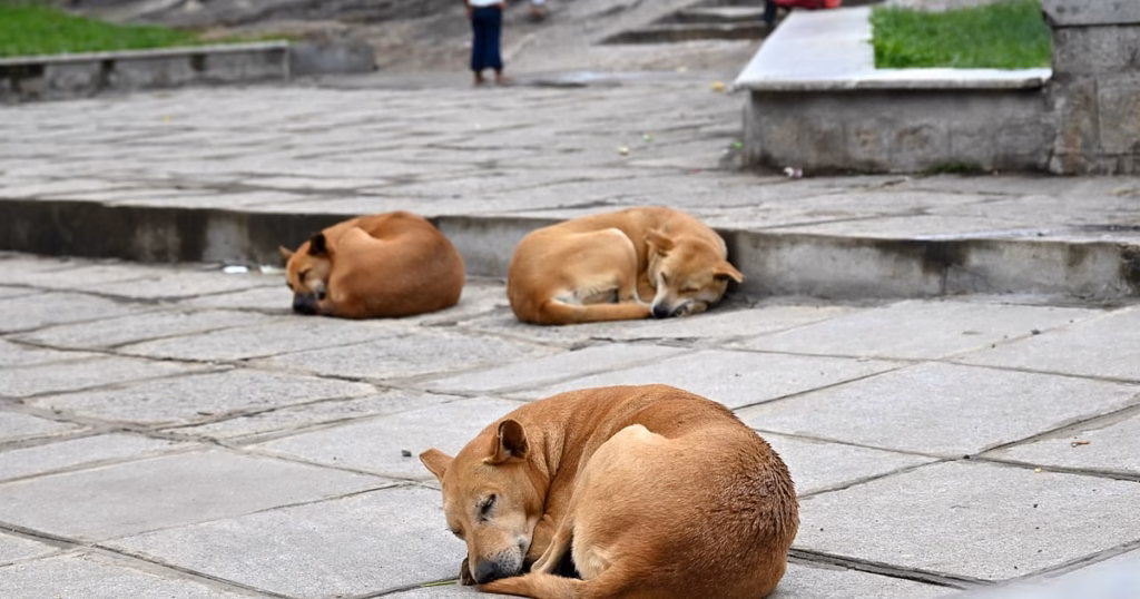Bengaluru Central City Corporation urges citizens to adopt stray dogs