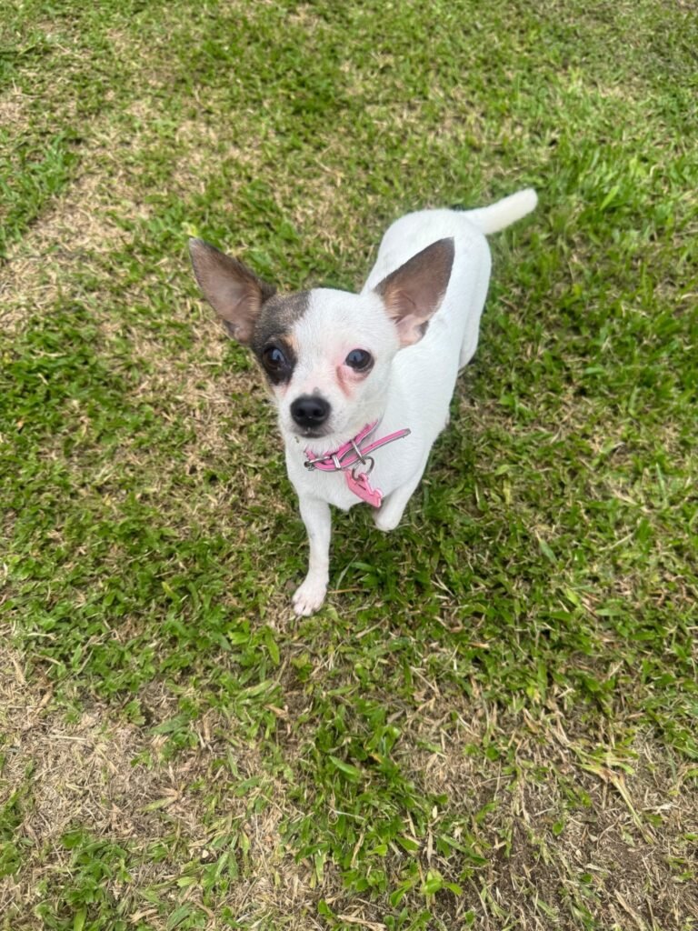 Resources 45 Demographics of free-roaming dogs in Guwahati, India: Assessing population characteristics and comparing population size estimation methods.