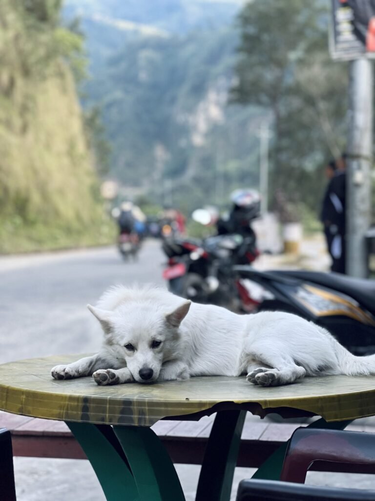 How much does daily care for a stray dog cost? Greater Bengaluru Authority pegs it at Rs 111