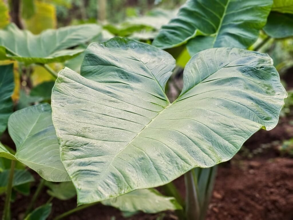 Resources 37 Human-Elephant Conflict Assessment Based on Compensation Records in Baksa District, Assam, India