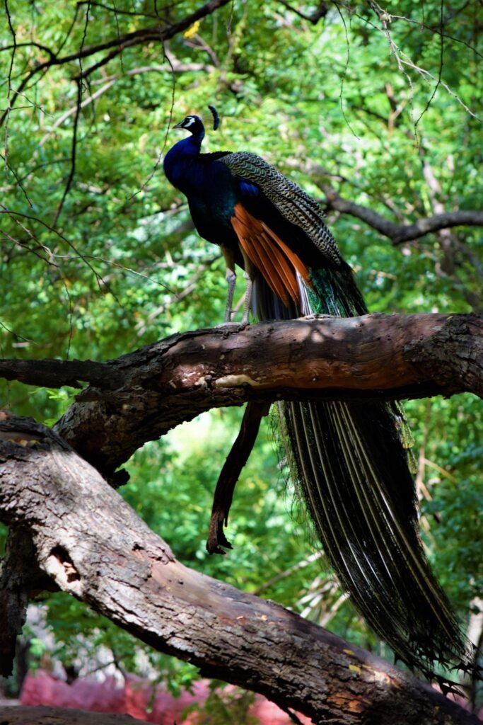 Resources 52 Human-Wildlife Conflict and its Impact on Tourism in Manas and Kaziranga National Parks