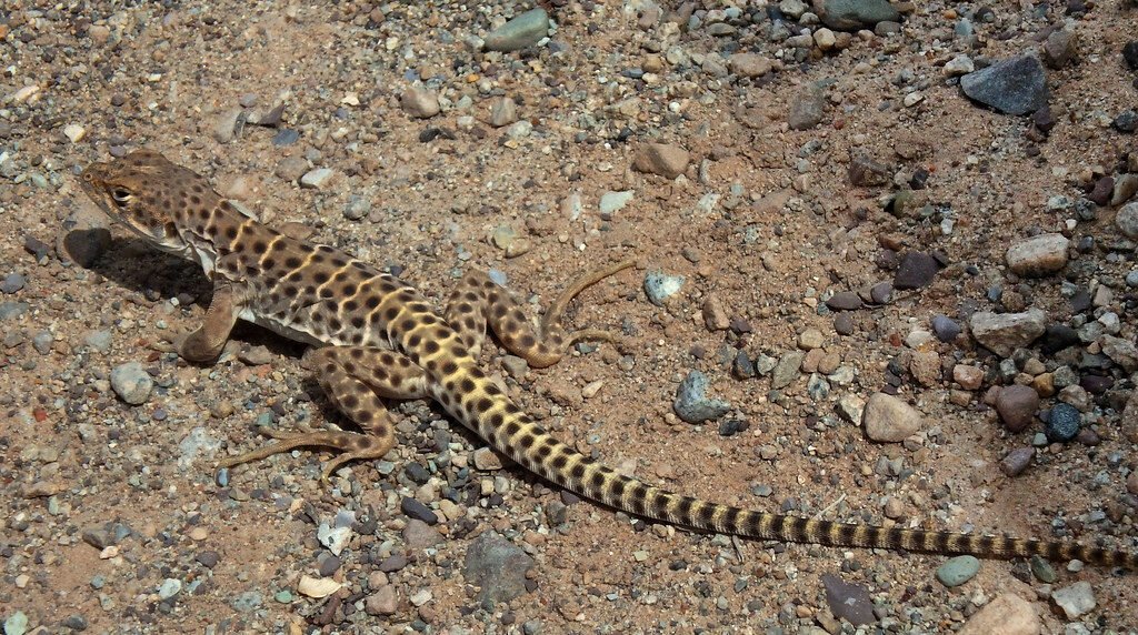 Human–Wildlife Conflict