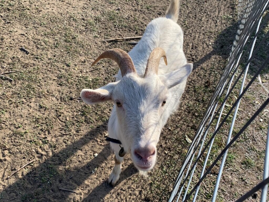 Hyderabad: FIR Registered for Goat Sacrifice Following Action by SAFI Hyderabad and PETA India