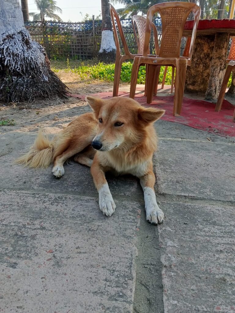 In-Use Stability and Functional Efficacy of a Monoclonal Antibody Cocktail (TwinRab™) for Rabies Post-exposure Prophylaxis.