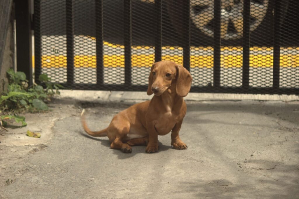 Resources 43 India’s Fight Against Dog-Mediated Rabies