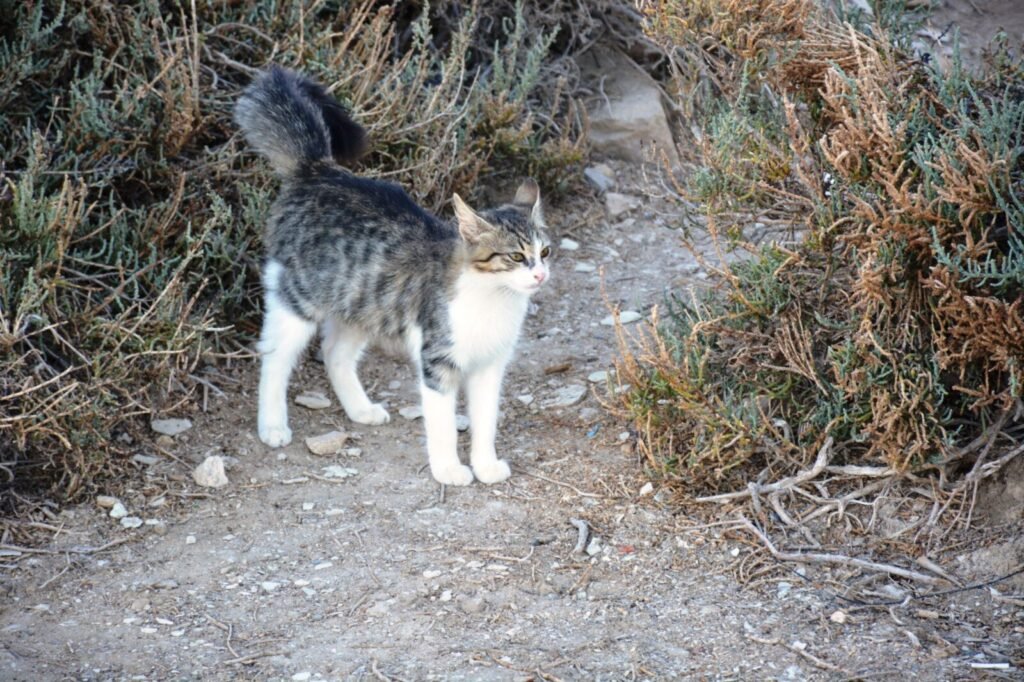Linkages between Animal Welfare and Gender Equity Policies