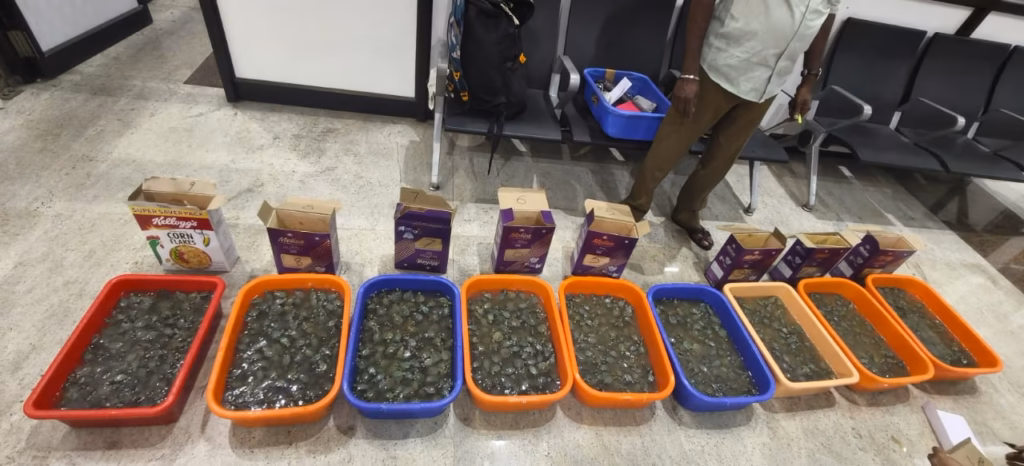 Madurai Customs Foils Major Wildlife Smuggling Attempt: 3,101 Exotic Turtles Seized