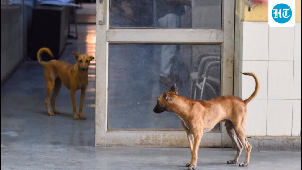 MCG to submit monthly stray dog reports to Animal Welfare Board
