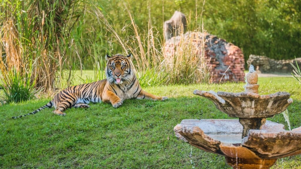 Resources 39 Patterns and Drivers of Livestock Depredation in Human-Wildlife Conflict Zones: A Case Study from Valmiki Tiger Reserve, India