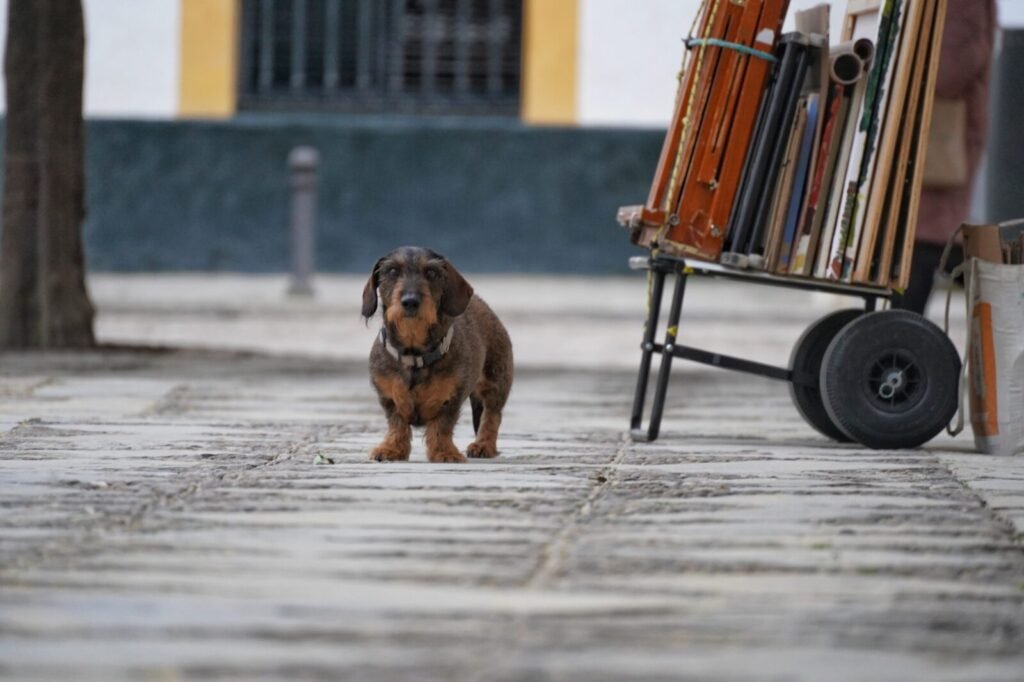 Resources 49 Regulating Compassion: A Policy Analysis of India’s Modern Stray Dog Framework