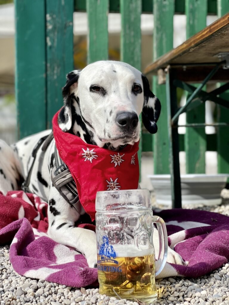 Request for Proposals: Supporting Animal Welfare Through Strategic Funding (India)