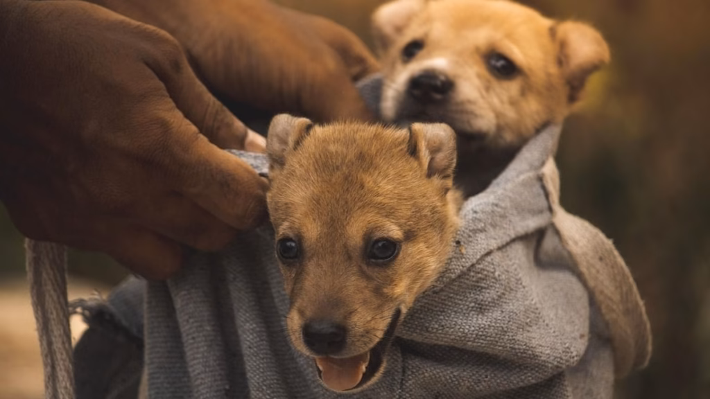Six puppies rescued in Assam’s Jorhat, suspected to be bound for illegal dog meat trade