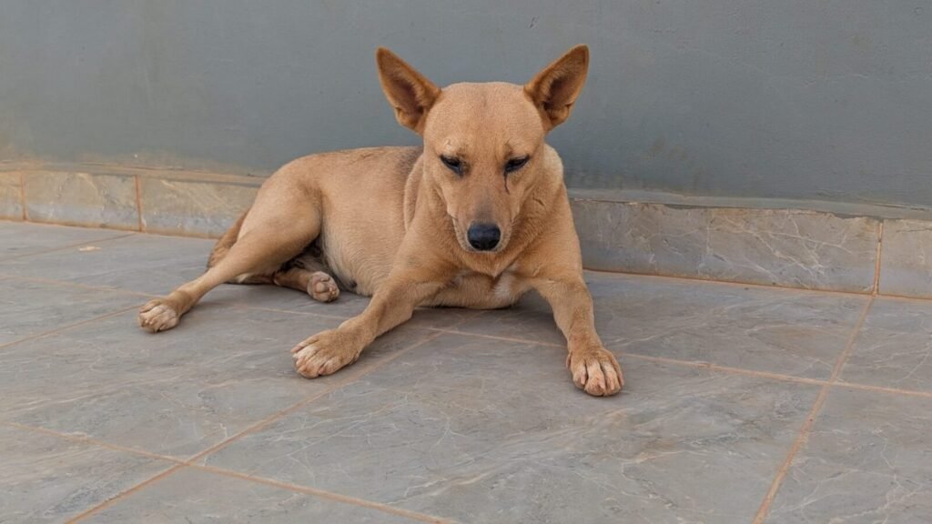 200 More Stray Dogs Killed In Telangana Village