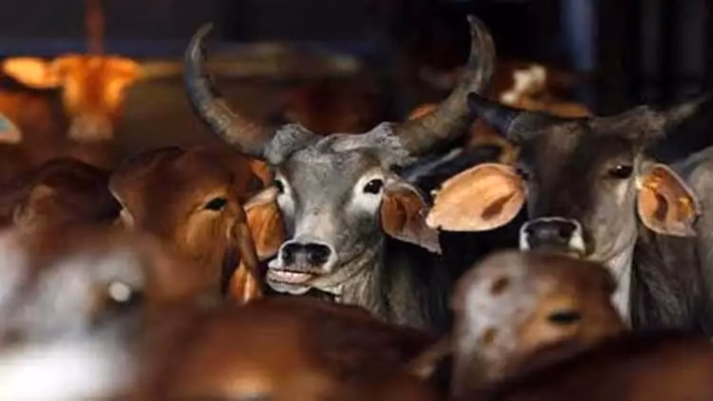 50 cow carcasses found mutilated | Chief Secretary orders 24×7 CCTV monitoring of all cow shelters