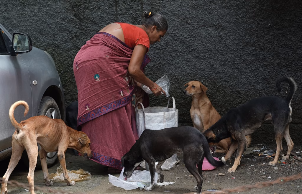 Abandoned, killed, relocated: the hidden cost of India’s stray dog policy push