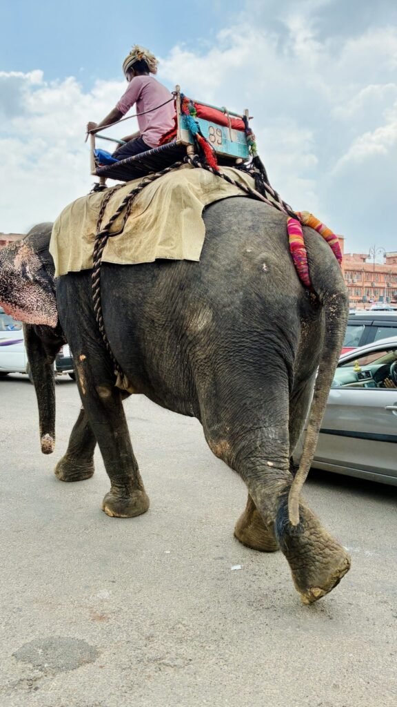 Actor Sonakshi Sinha and PETA India Gift Life-Size Mechanical Elephant to Kerala’s Pallipuram Sreekrishna Temple