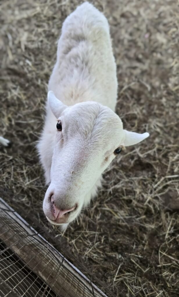 Another Goat Rescued From North East Sun Circus in Dimapur, Following PETA India Intervention and Dimapur SPCA Action – Blog