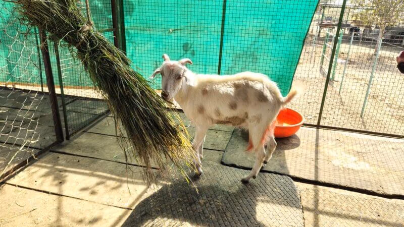 Another goat rescued from North East Sun Circus in Dimapur, following PETA India intervention and Dimapur SPCA action