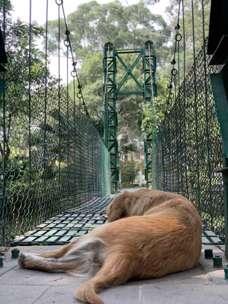 Resources 33 Assessment of cost factors related to post-exposure treatment of animal bite cases: a cross-sectional study conducted in the anti-rabies clinic of a tertiary care hospital in Ganjam, Odisha