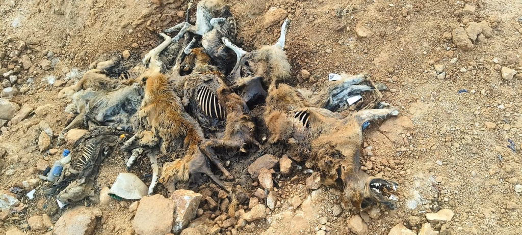 Election promise triggers mass deaths of almost 1,500 free ranging dogs in Telangana