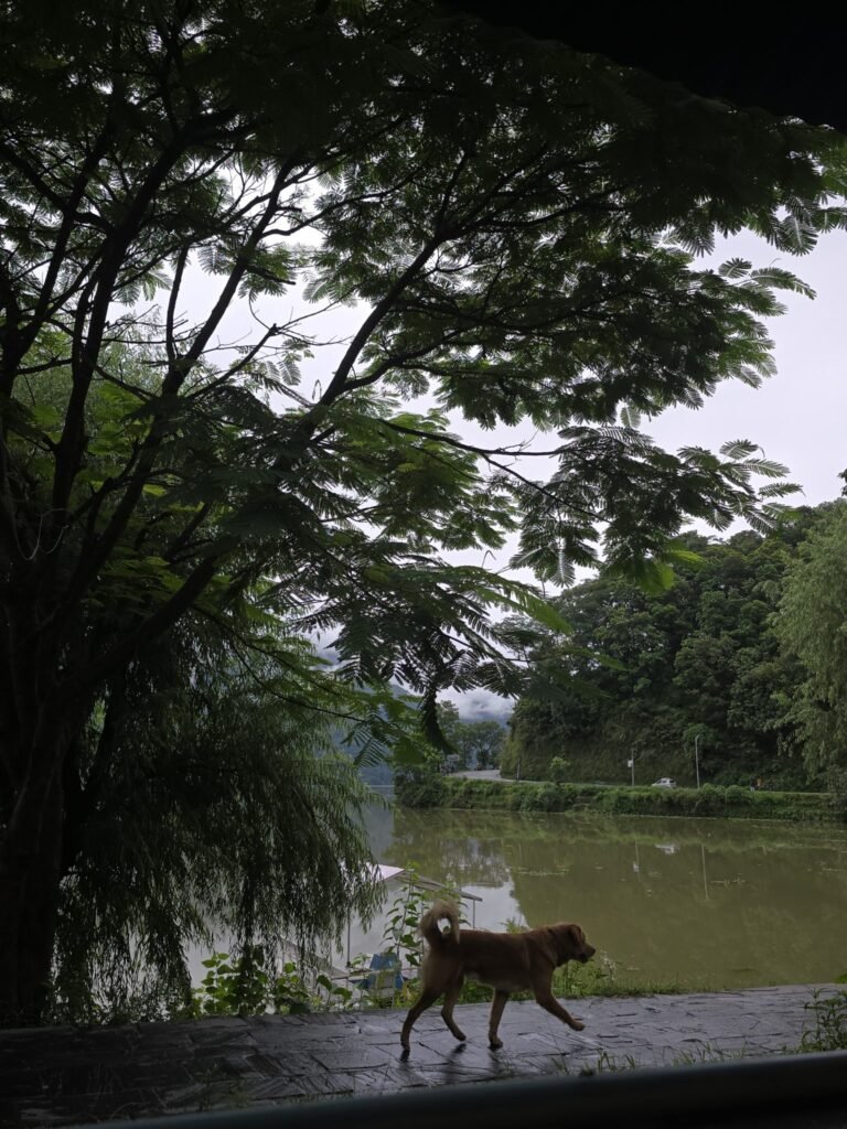 Illegal Greyhound Dog Race Event Cancelled Following PETA India Complaint in Kolhapur