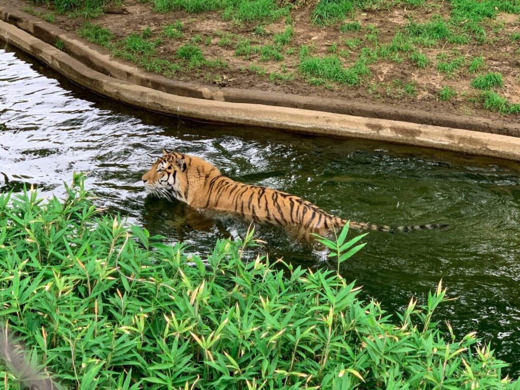 Resources 29 Influence of Lunar Cycles on Human-wildlife Conflict in Valmikinagar Tiger Reserve, India
