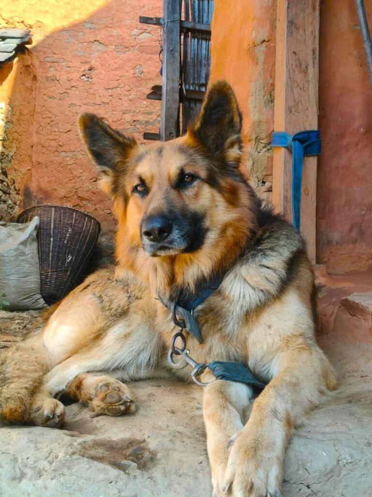 Lot of videos of dogs attacking elderly, kids: SC to animal rights group