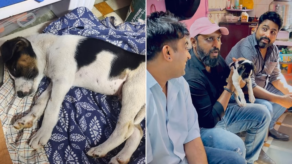 Mumbai news: 2 dogs sexually abused in city, animal activists demand amendments to BNS and PCA for stricter