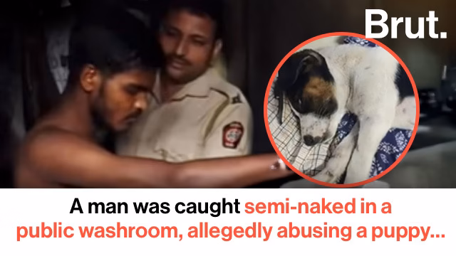 Mumbai puppy assault: Viral rescue video leads to detention
