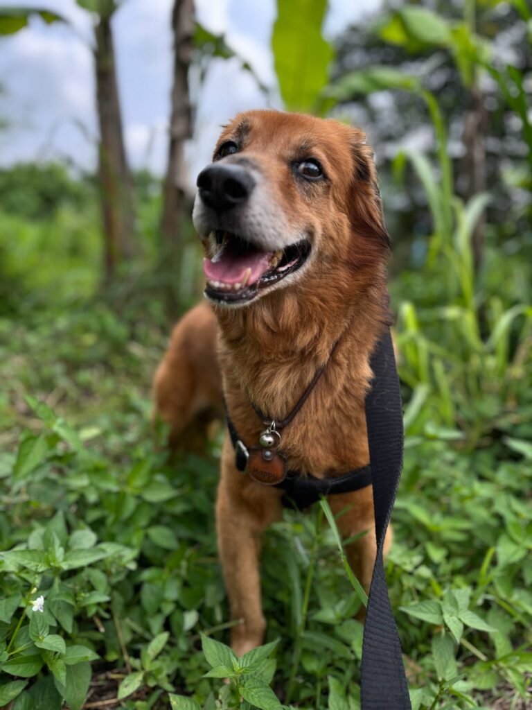 “No Contest” Between Animal Cruelty, Stray Dog Attacks: Court’s Big Remark