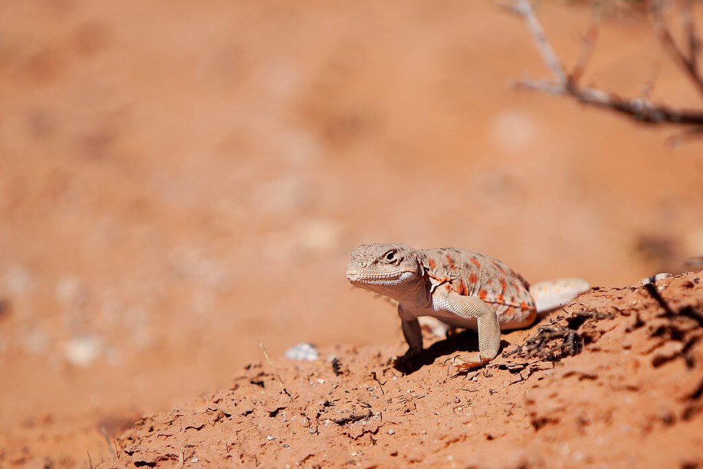 Resources 34 Performing Coexistence: Eco-Theatre and Human–Wildlife Conflict in India