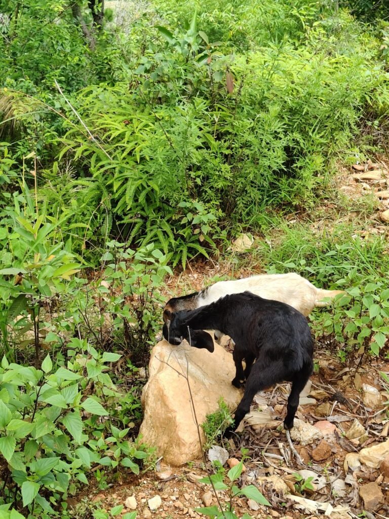 PETA India’s Cruelty Response Teams’ Top 10 Lifesaving Actions in 2025