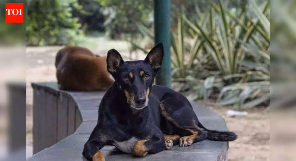 ‘Relocation will aggravate human dog conflict’