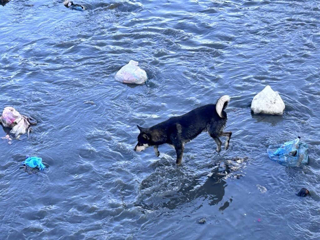 Sheltering stray dogs is impractical when evidence shows India’s animal birth control rules work