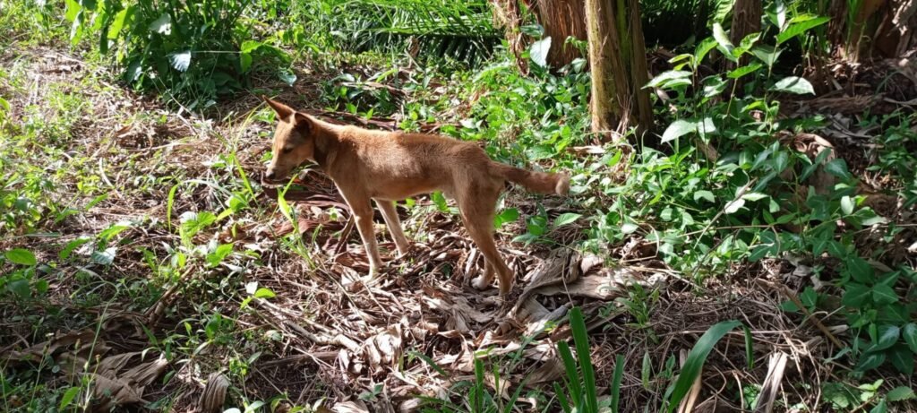 Resources 28 When Animal Welfare Meets Institutional Panic: India’s Supreme Court Creates Territorial Exclusion Zones for Community Dogs