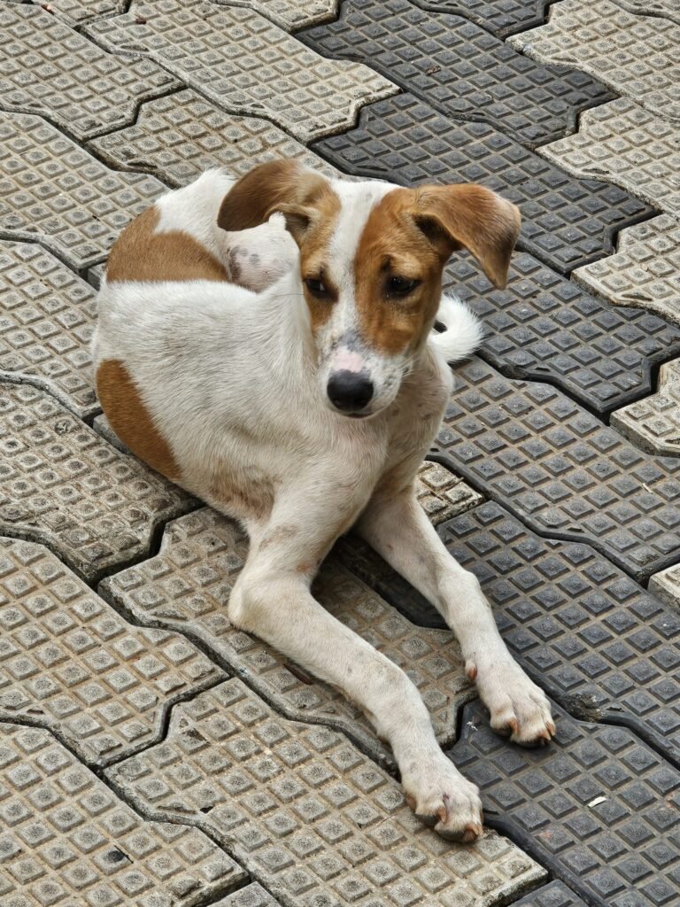 2025: A Year of Breakthroughs in Animal Welfare and Rescue By Emergency and Rapid Response Teams